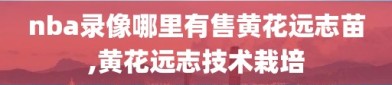 nba录像哪里有售黄花远志苗,黄花远志技术栽培